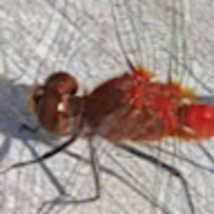 Meet your Posher, Colleen